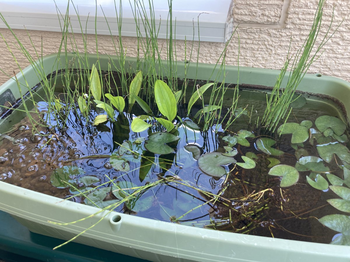 Medaka_kun_'s tweet photo. おはようメダカ😃

ピオトーブの草🌱倒れてる💦
午前は用事があるので午後に植え直しますね

睡蓮がイイ感じに成長してる、今年も花咲くといいな〜

#メダカ #めだか #アクアリウム #メダカ好きと繋がりたい #ア���アリウム好きと繋がりたい https://t.co/3GmrNGM9dX