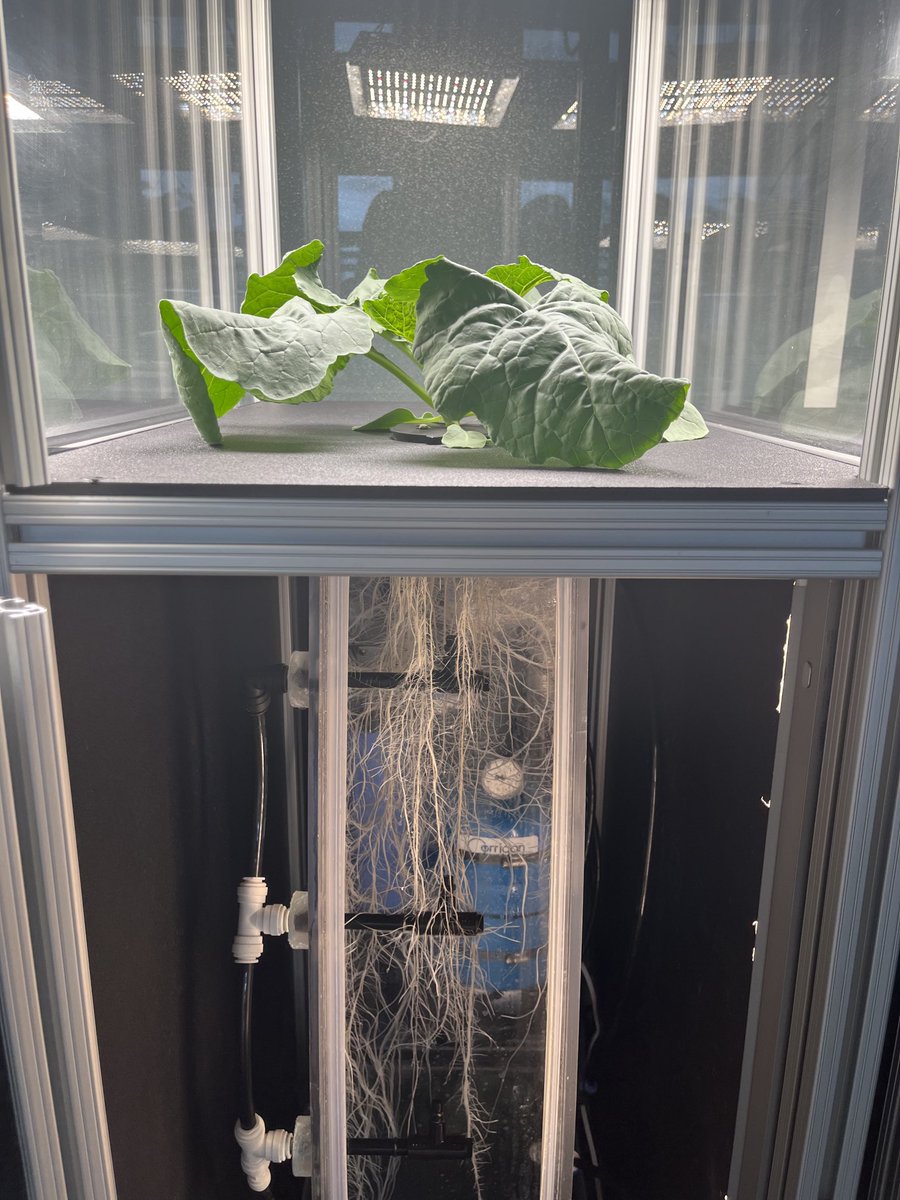 With rain keeping us indoors at the Richardson Bennett Farm we turn our focus to our Agronomy Room. Where, DK400TL is doing exceptionally well in our growth chambers! We also have this hybrid in our canola variety trial!⁦<a href="/Bayer4CropsCA/">Crop Science Canada</a>⁩ ⁦<a href="/DEKALB_Canada/">DEKALB Canada</a>⁩
