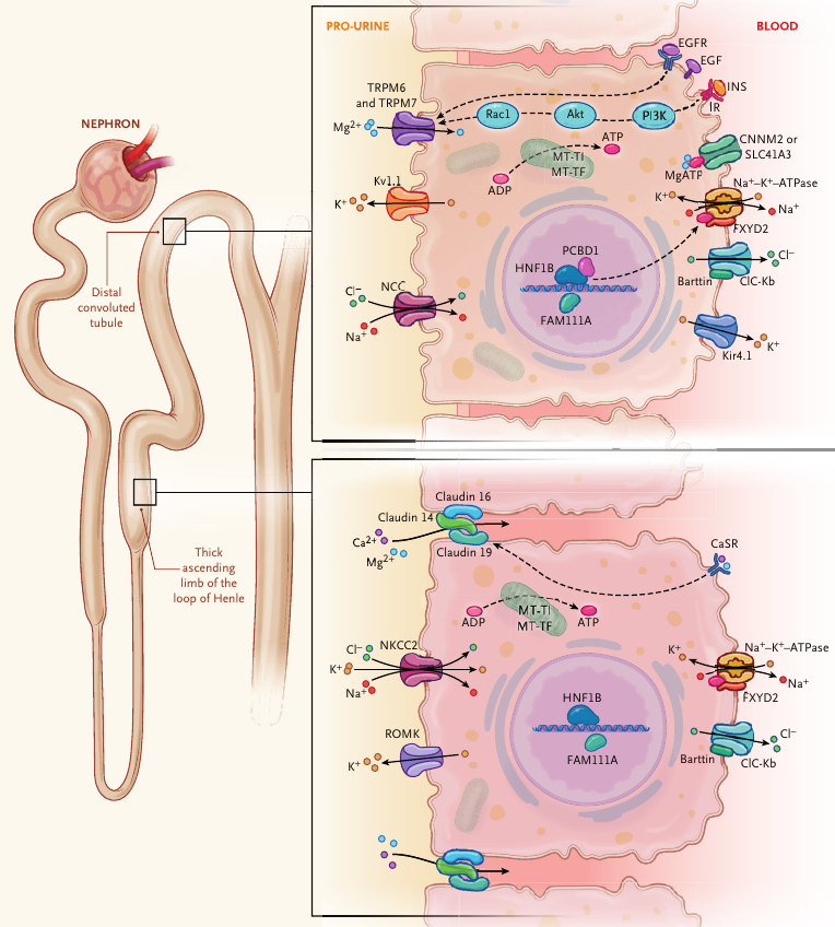MHcsba's tweet photo. New England Journal Of Medicine 2024: Trastornos del magnesio
#MedEd #MedTwitter #MedX
DOI: 10.1056/NEJMra1510603
https://t.co/cL7saZNZnJ https://t.co/m0VetnRMVF