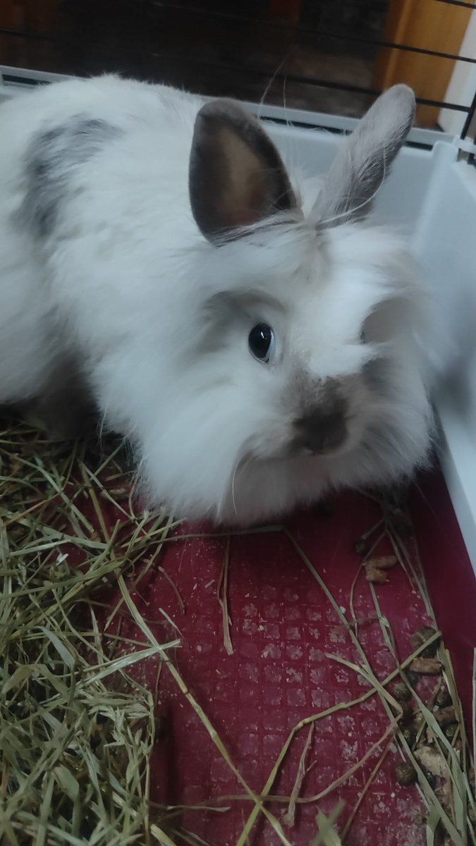 Flocon, conejo angora...este pequeñito de cuatro meses busca familia 🥲