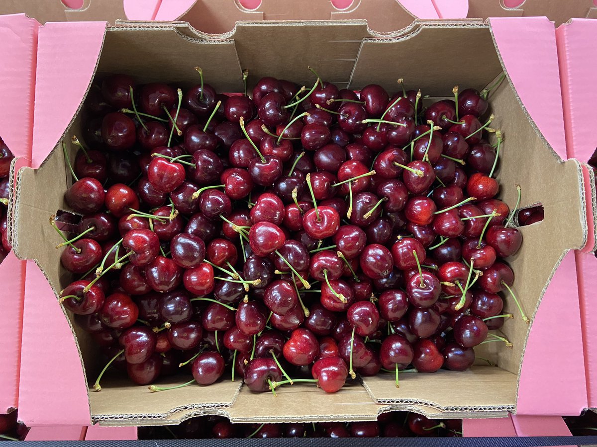HGWalker1's tweet image. Wow! First of the English cherries - 30mm+ King of the crop indeed! 🍒 🏴󠁧󠁢󠁥󠁮󠁧󠁿 #cherries #fruit #sweet #taste #englishfruit #seasonalfruit #kent #seasonalproduce #freshproduce #healthy #vegetarian #vegan