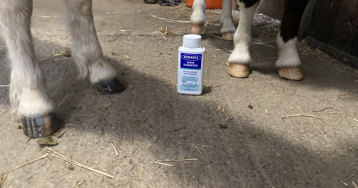 LOVE ❤️<a href="/KeratexHoofcare/">Keratex Hoofcare</a> Hoof Hardener for our mini Shetland hooves. They are obviously barefoot and struggle with the hard ground and stones but the hoof hardener really helps them to be more comfortable.  It’s a wonderful product ! 

#keratexhoofcare
#hoofhardener