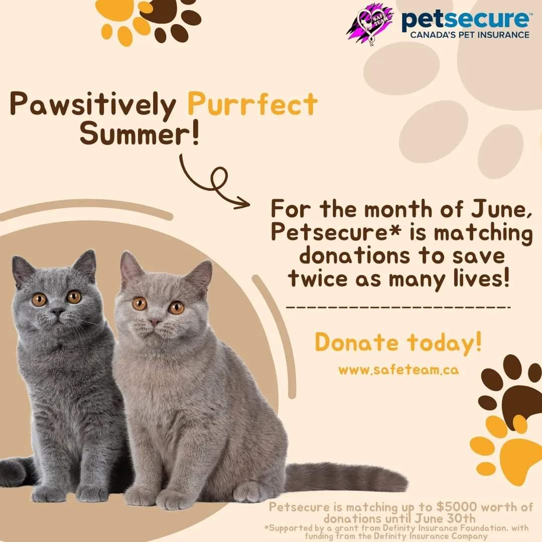 SAFEteamrescue's tweet photo. For the month of June, Petsecure* will be matching your donations made to SAFE Team! Now is the purrfect opportunity to donate and automeowtically save twice as many lives!
#safeteamrescue #donationmatch #catshelter #catrescue #petsecure #definityfoundation #DonateNow https://t.co/HfwRQz8tjq