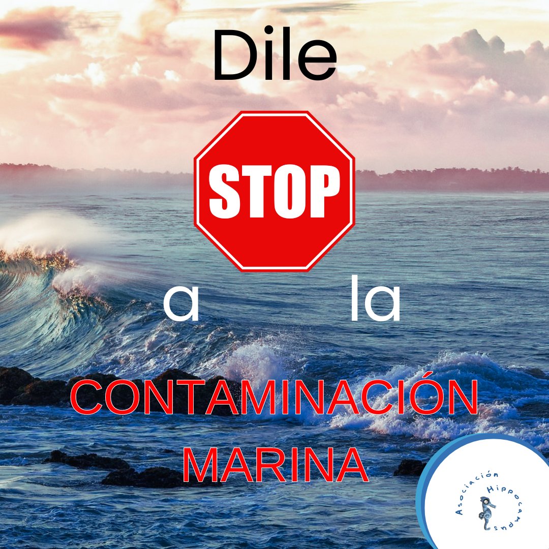 Hasta los hábitos más pequeños desencadenan grandes diferencias con el tiempo.

¡Cuida de lo que es tuyo! ♥️

#marmenor #caballitodemar #asociacionhippocampus #proyectoplumbum #protegeelmarmenor #protegeeloceano #oceano #voluntariado #stopcontaminacion