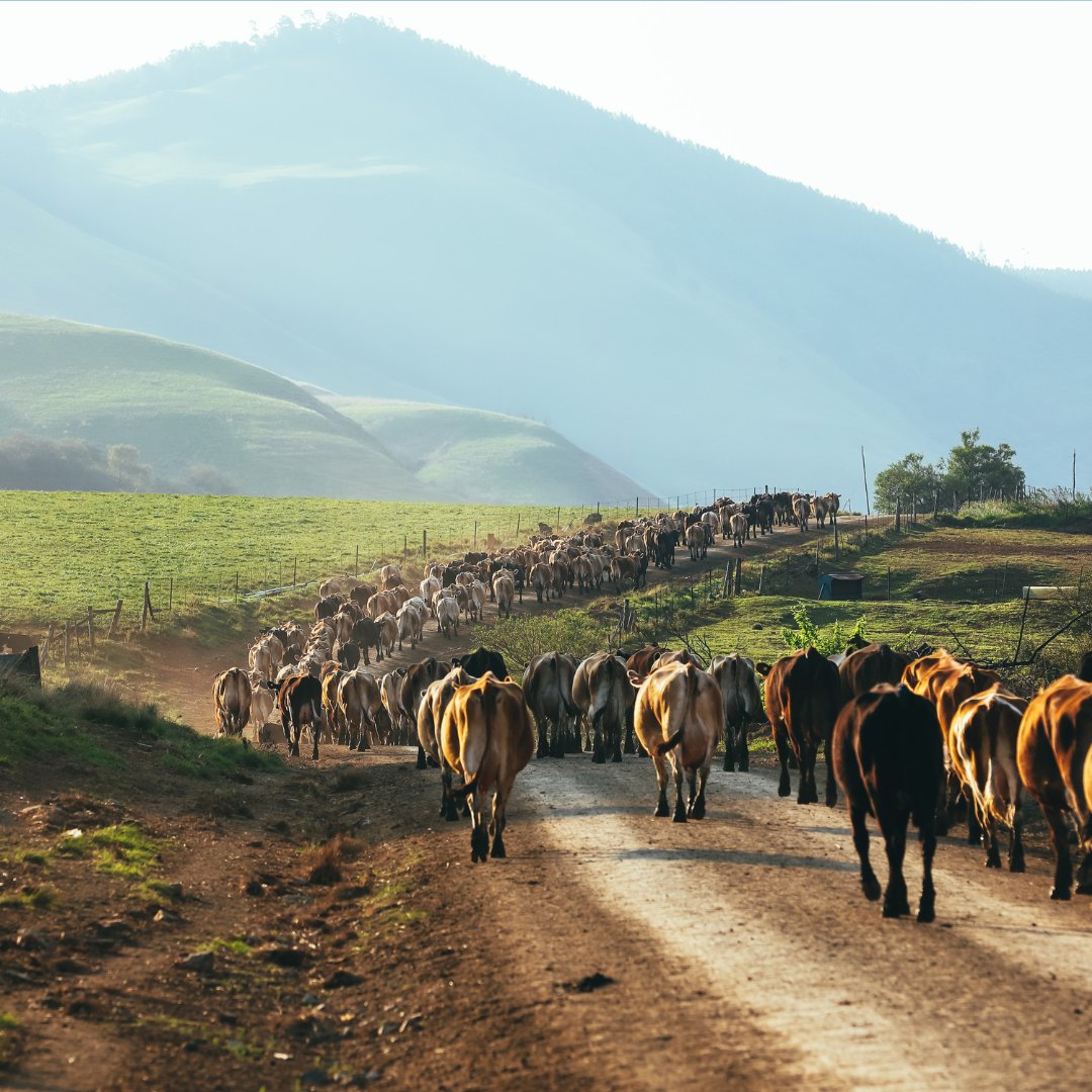 #BovineBrucellosis bacteria can spread with the movement of infected #cattle between farms. 

Find the article on pages 65 – 67 of the <a href="/MilkMpo/">MPO - Milk Producers' Organisation</a> Dairy Mail here: 2ly.link/1xt4H