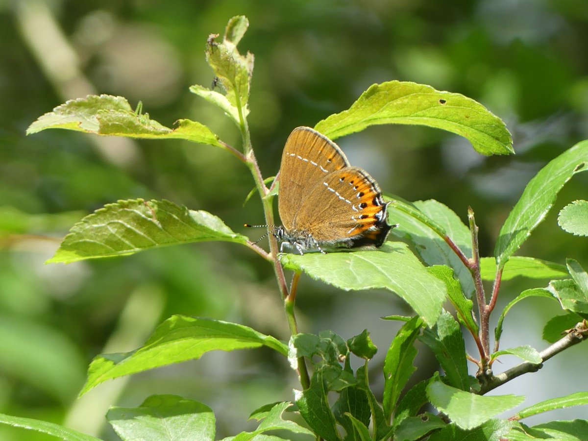 WildChurches tweet media