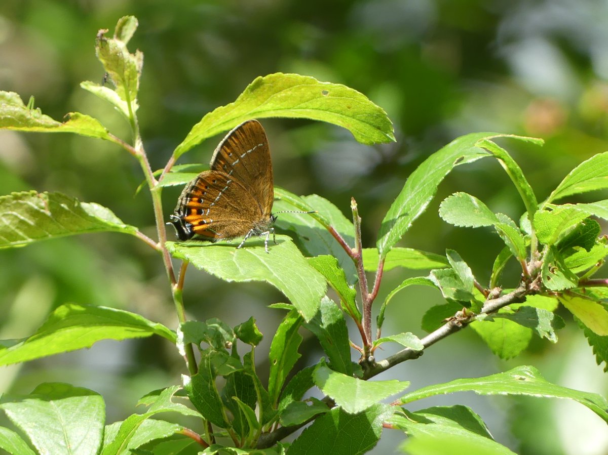 WildChurches tweet media