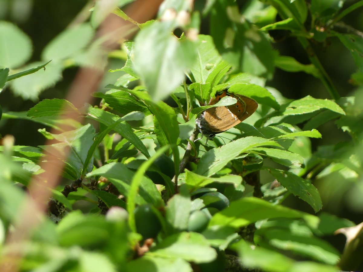 WildChurches tweet media