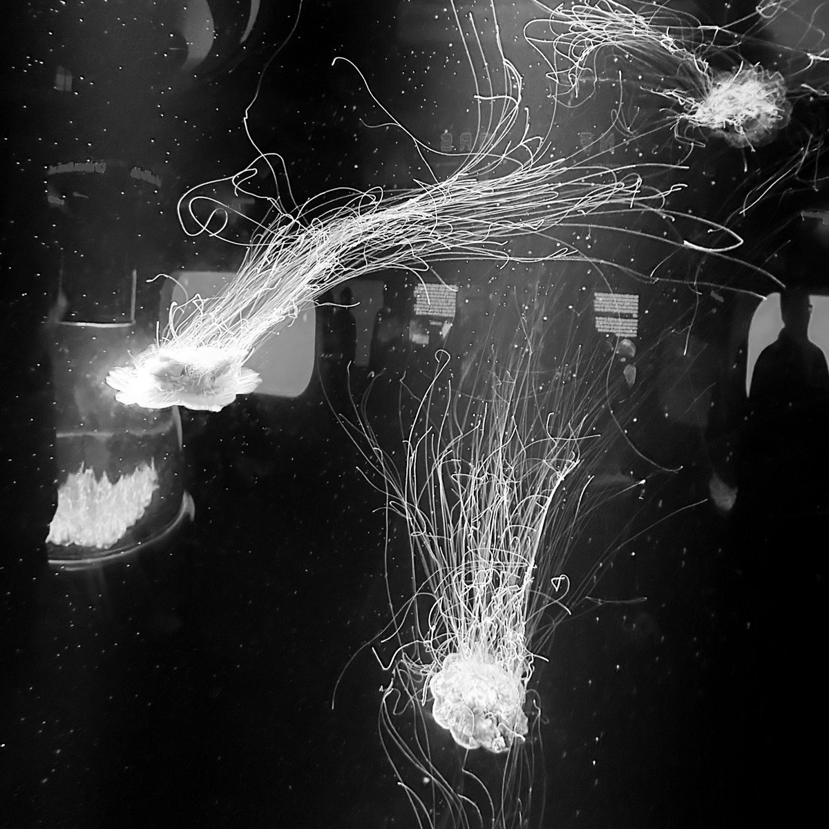 grain. death? tweet media