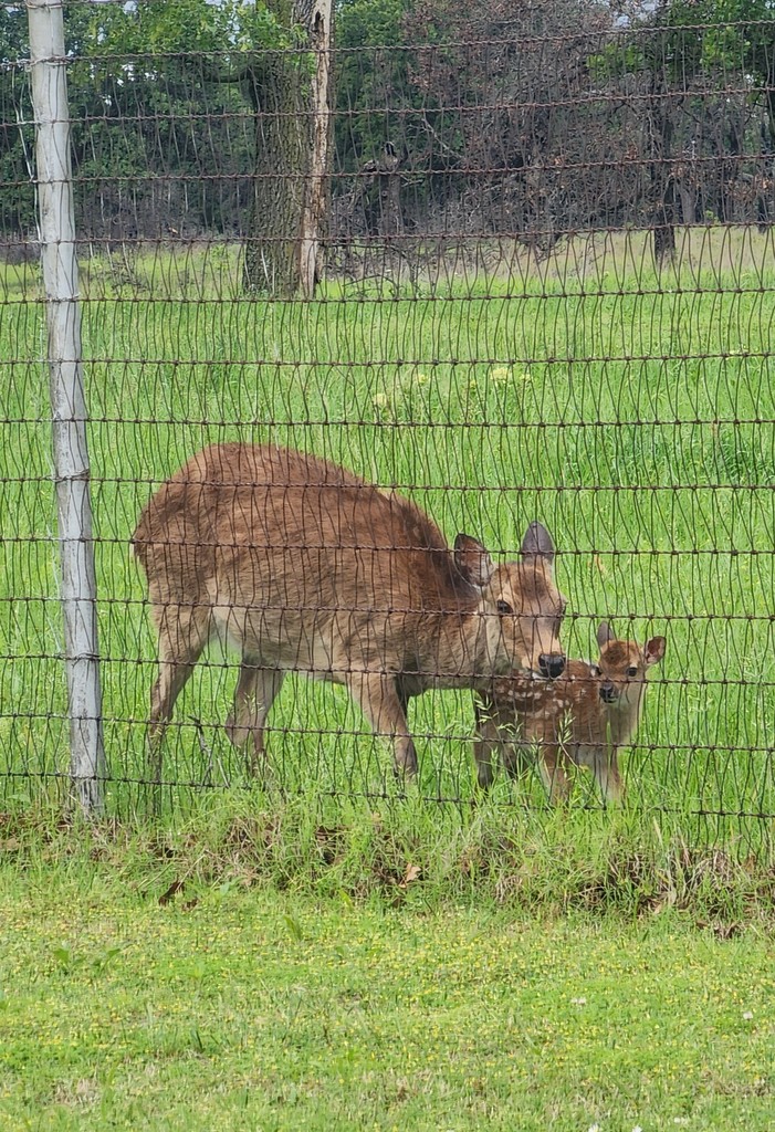 WoolarocMuseum's tweet photo. More fawns are making their arrival! Try to catch a glimpse of these little faces on your next visit!
#wildlifepreserve #sikadeer #springbabies #sikafawn https://t.co/jsxLFNSHiq
