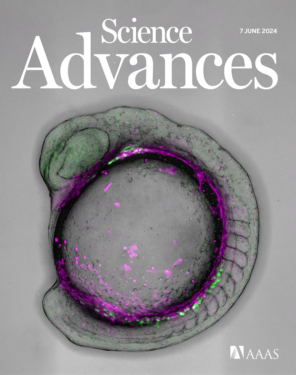Researchers have developed a transgenic technology for zebrafish that allows for the insertion of genetic material into specific locations.

Learn more in this week’s issue of Science Advances: scim.ag/7de