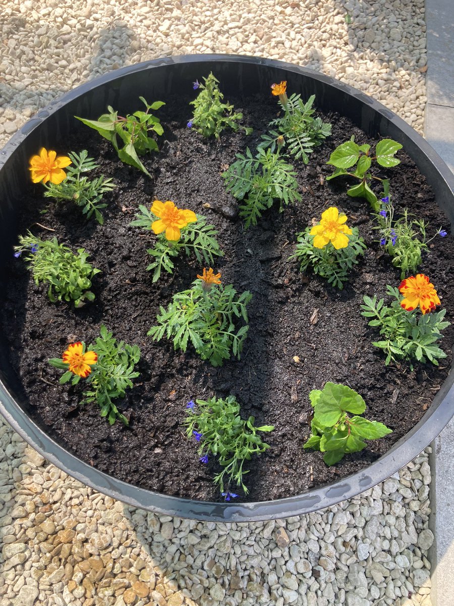 GardenStannes_2's tweet photo. Our school is looking beautiful again. A big thank you to everyone involved, including our lovely caretaker Paul and my watering team
#wearestannes
@StAnnes_EHS
@LinHodges1 https://t.co/TfyK5oexOz