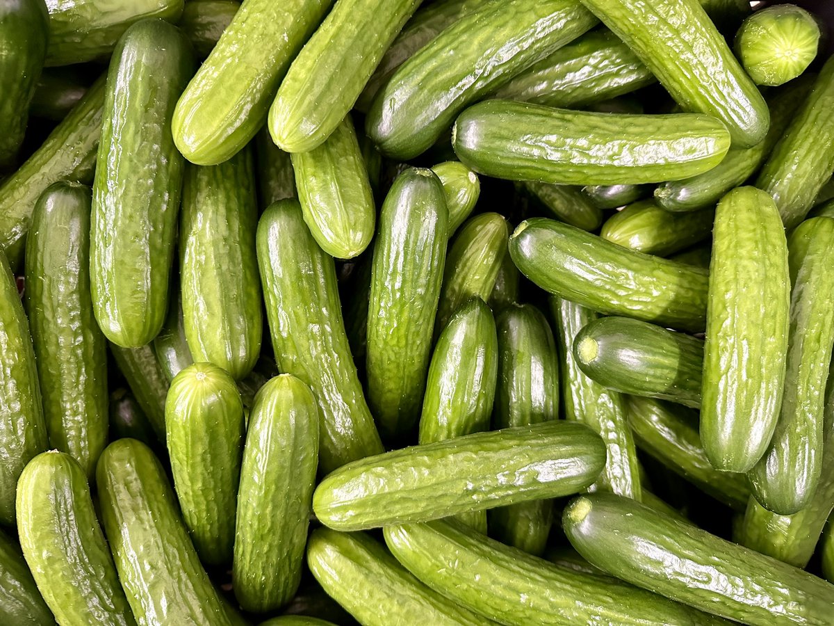 Our new plants are in full production and we have lots of mini cucumbers available! Come out to our farm store or find us at the Yorkton and Fort Qu’Appelle markets to get some.