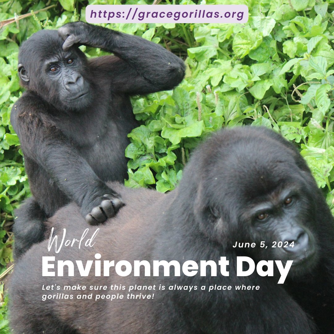🦍🌍 Happy #WorldEnvironmentDay, everyone! Let's show some gorilla-sized love to our furry friends by doing our part to preserve their habitats and ensure a future for them and generations to come. #WorldEnvironmentDay #GorillaConservation