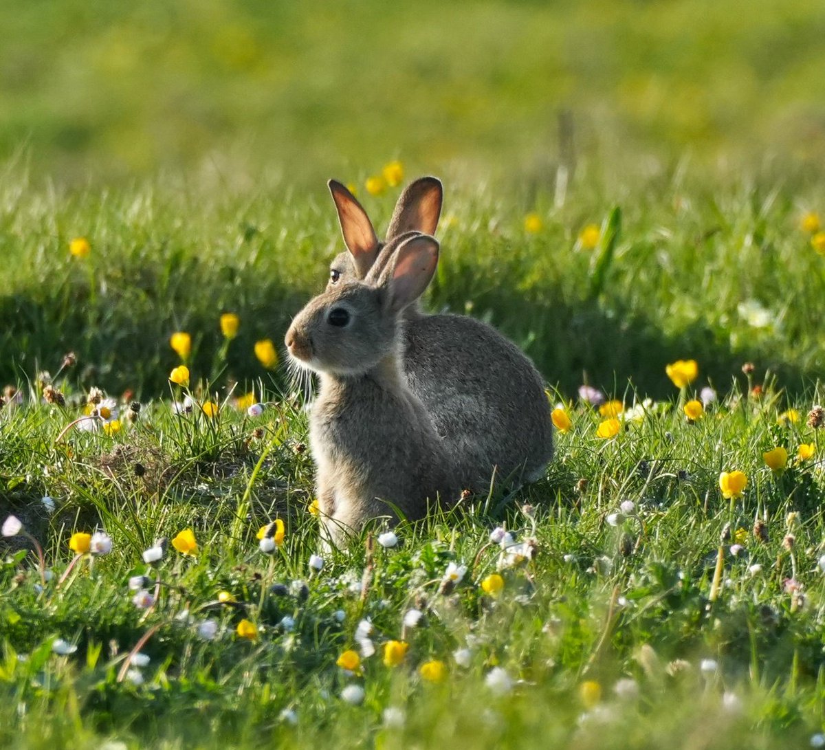 Not a bird this time but a dose of cuteness for anyone who needs it today ❤️