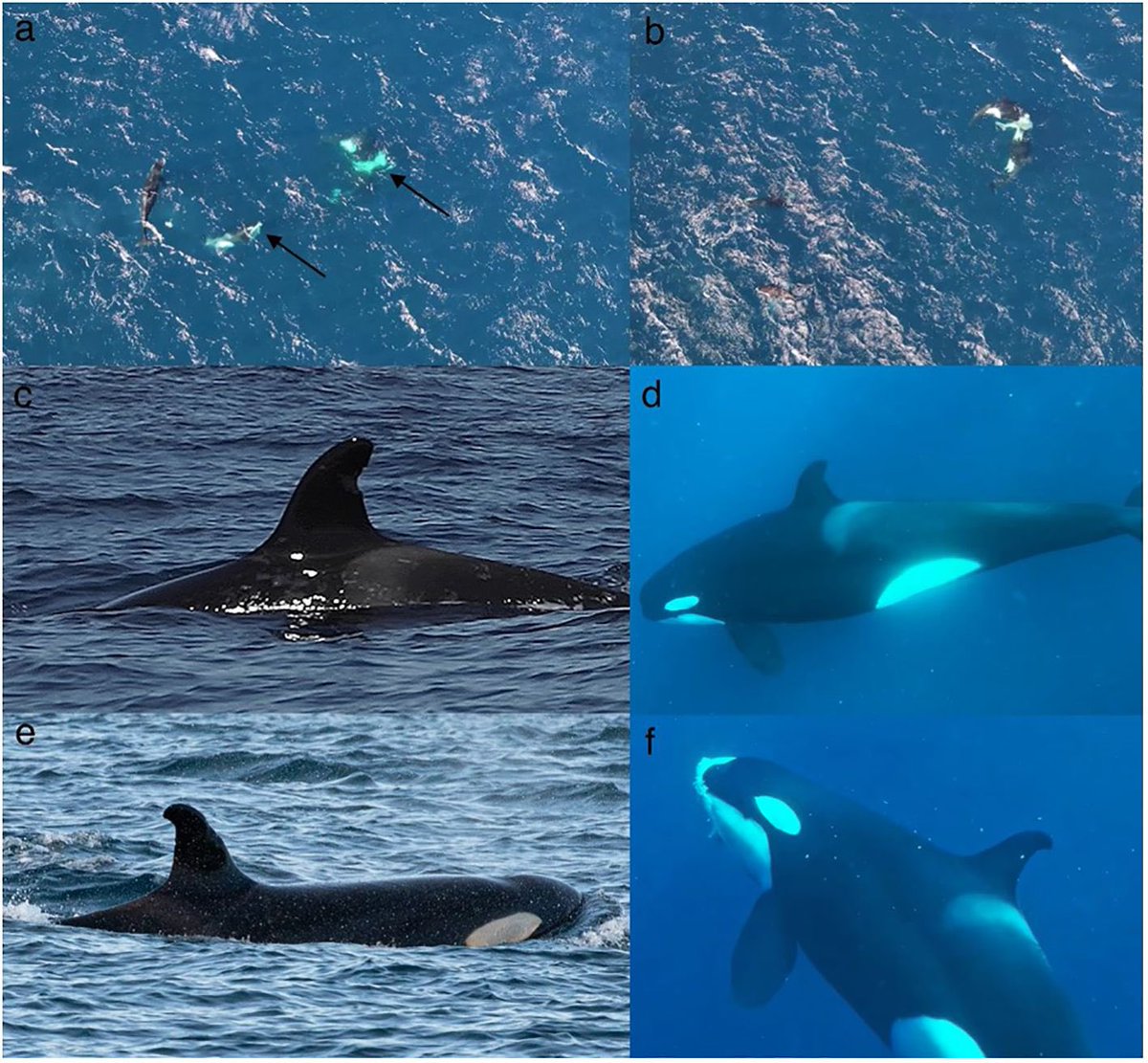 Killer whales hunting and killing sharks in Cabo Pulmo National Park, Mexico. Important to describe these events in the “age of the orca” - new published research out in <a href="/FrontMarineSci/">Frontiers - Marine Science</a> Discoveries section. frontiersin.org/articles/10.33…