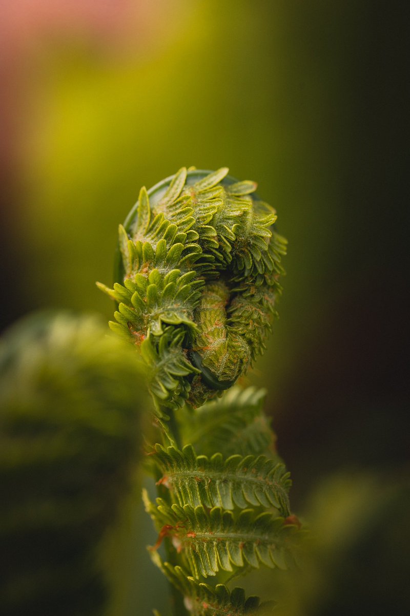 deadslowright's tweet photo. small fern 🌿

#fern
#nature 
#photography https://t.co/OBHEmkAE5O