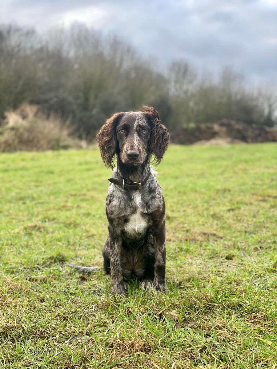 spaniel alert tweet media