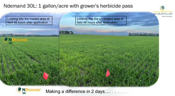Nelson_NPlains's tweet photo. Local insight on HRSW nutrient deficiencies due to heavy spring rain . Now is the time to discuss with a trusted advisor the best route for your farm . Summer intern Brynley-  on the Ndemand tour. #makeyourowndata @WilburEllis_UMW @WilburEllisAg @CraigMoen @courtneyheiser https://t.co/TgTtlU4uu9