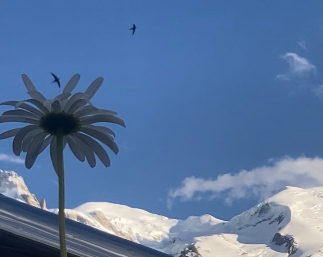 Mary23688870's tweet photo. #martinets à #chamonix #montblanc 💚 https://t.co/efyQ8qJCcK