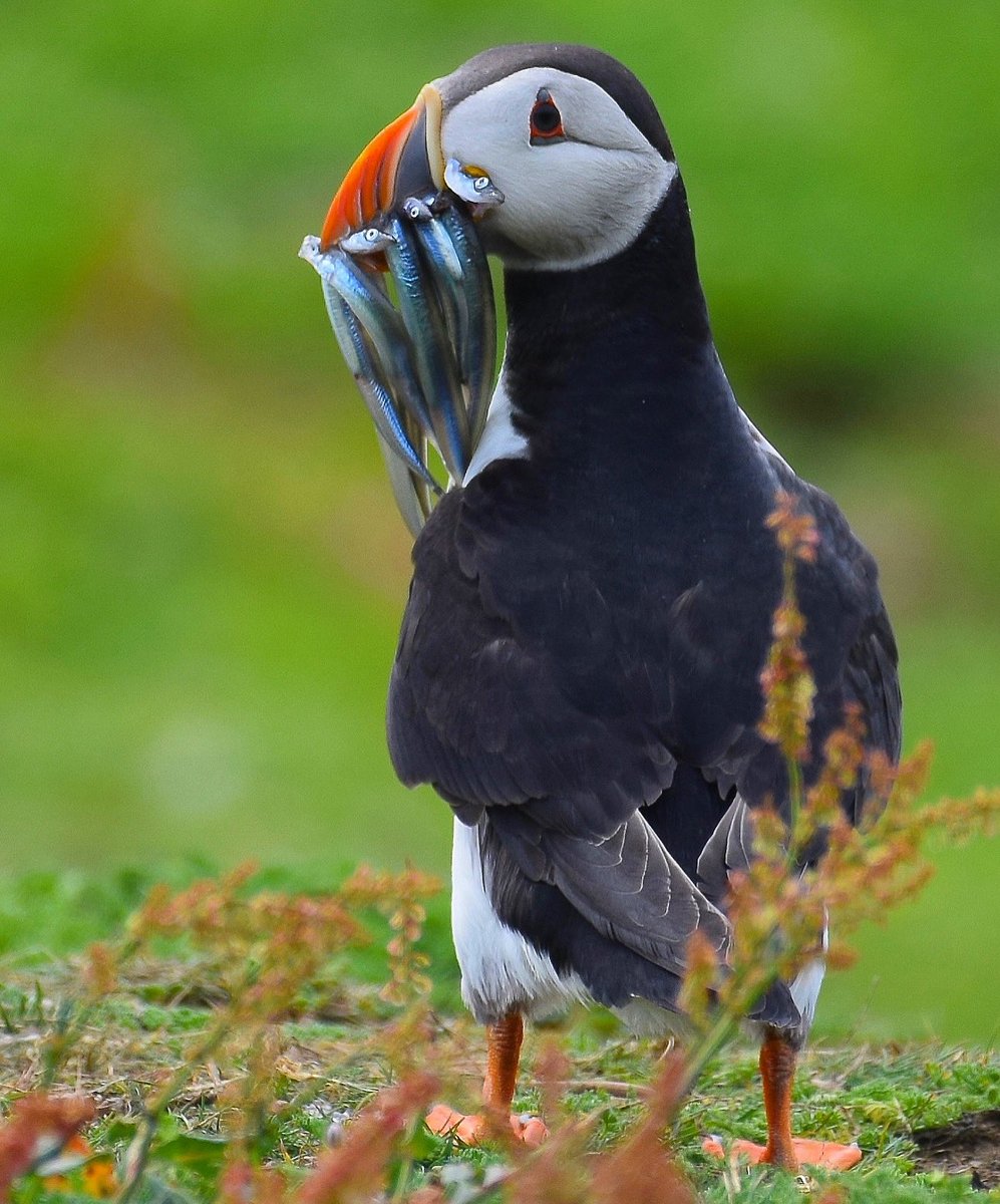 MatthewStadlen's tweet photo. @CarlBovisNature Wonderful birds, Puffins. Here’s one I photographed with a very fine catch on the gorgeous Island of Skomer off the Pembrokeshire coast https://t.co/qDDZhuT4AL