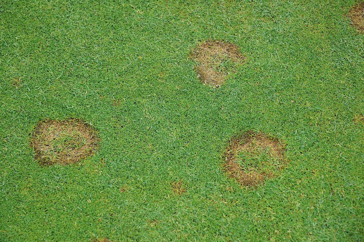 Microdochium Patch
Our NEW Microdochium Patch Survey looks to identify the current extent of the diseases' issues for #turf managers, and what measures are associated with the most effective control. 
Be part of this research by taking the 5 min survey 👇 
buff.ly/3wX3OM1