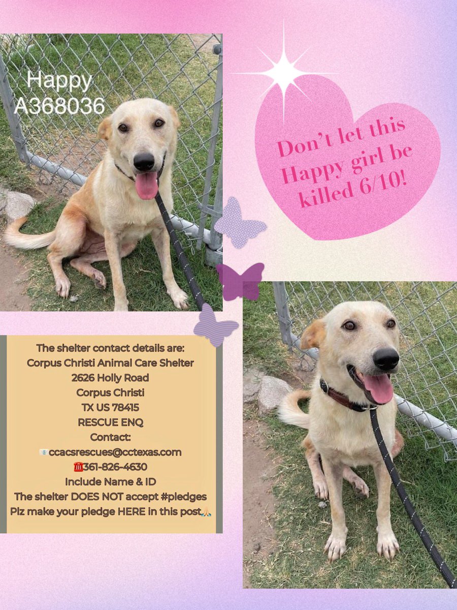🆘I’m HAPPY #A368036 yr old female Shepherd mix HW+ Patchy alopecia/ear tip dermatitis I’m a happy girl, tolerant of 1-on-1 🐕 contact but prefer 👩🏻‍🤝‍👨🏽 Plz don’t let Corpus Christi ACS kill me 6/10 due 2 my ailments‼️ Just need out of here & vet care! PLEDGE 4 #RESCUE #FOSTER #ADOPT