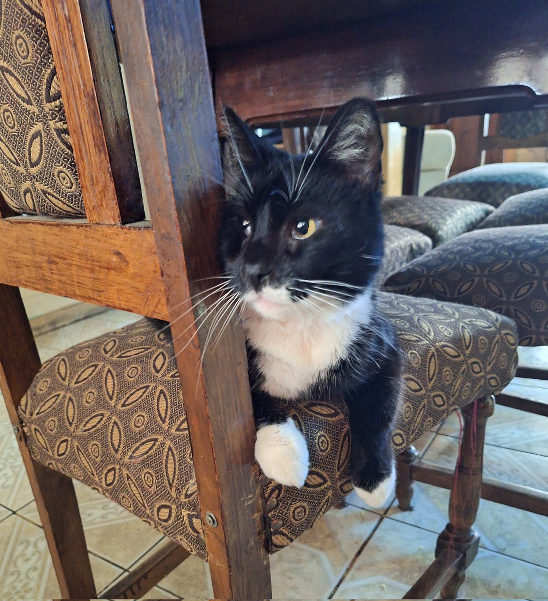 Ely_npc's tweet image. Tómame una foto así como que no me doy cuenta 🐱 #Botis