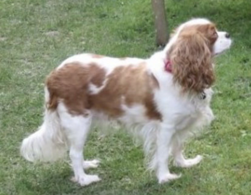 rosieDoc2's tweet photo. #SpanielHour
ARIA still missing 1/4/22 TWO YR
Female #CavalierKingCharles brown & white adult
Lost in #Woking area #GU23
CHIPPED&SPAYED
https://t.co/bNpgmzG7KH
@RachaelB100 @thedogfinder @BitofDecorum @alid2912 @reggiemollieros @MsTKIndeed @RescueBliss @linda_kinnon https://t.co/9vrqpyp5gL
