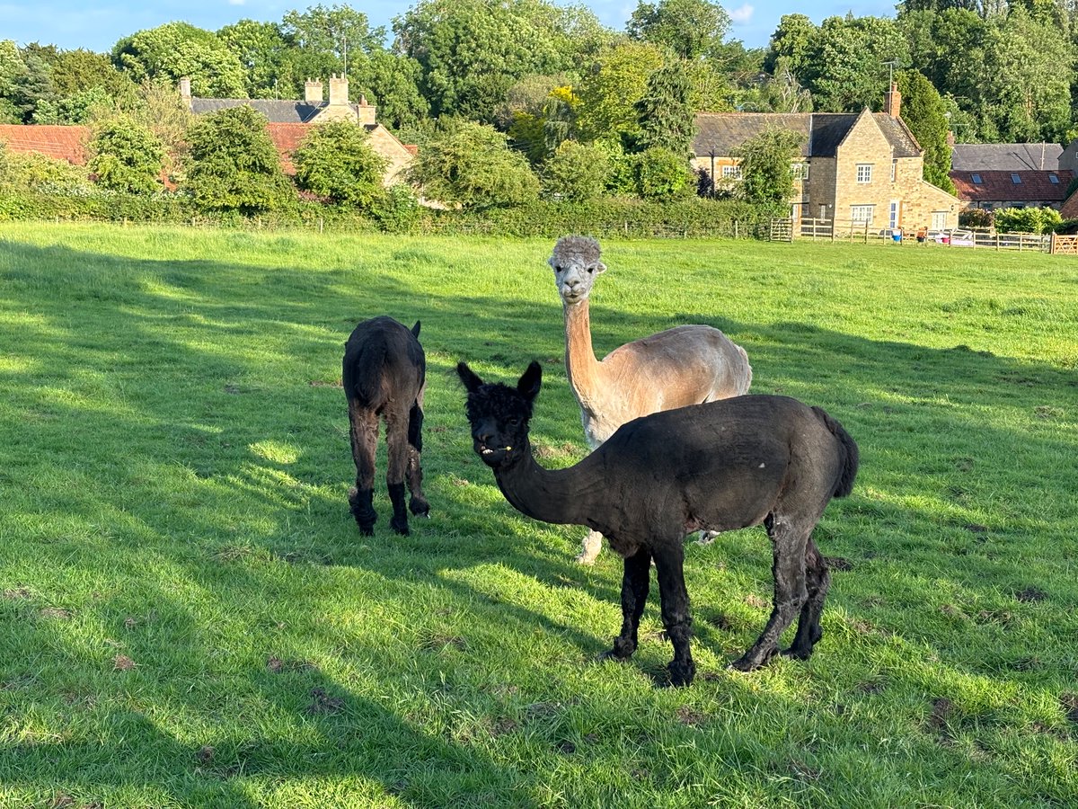 Dr Becky Barnes tweet media