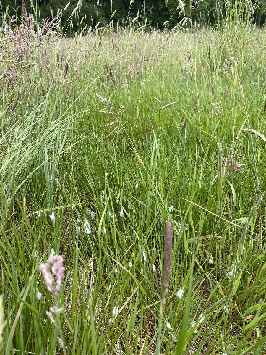 AliDriverUK's tweet photo. Back on private rewilding duty showing @BBOWT and organic farmers around Wild Oakingham rewilding land in south Oxfordshire. Thousands of froghopper nymphs in the grasslands (a birdfood bonanza to come) anthills developing nicely and “thorn the mother of the oak” adage in action. https://t.co/xxng2JNrEO