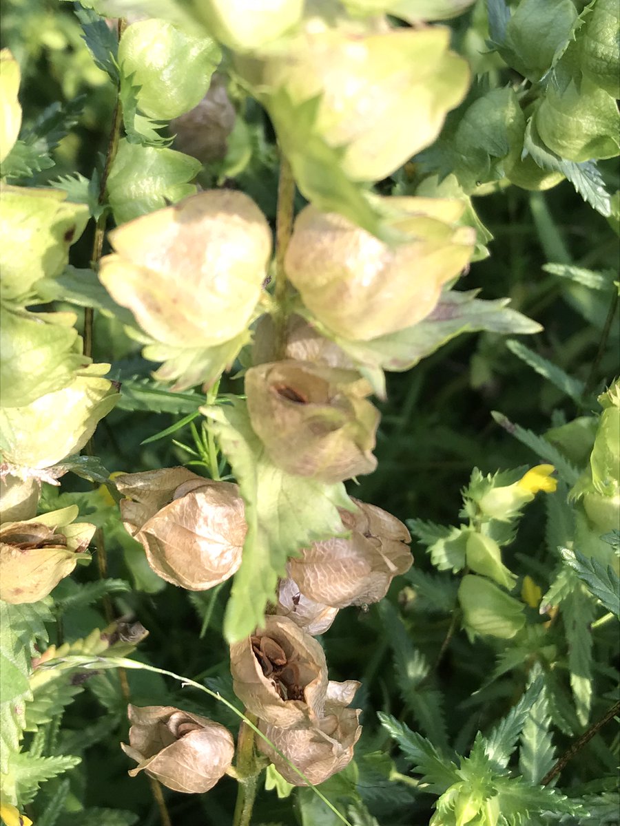 DuncanWestbury's tweet image. First yellow rattle seed of the year in our meadow! #Rhinanthus Remember if you collect your own, sow as soon as possible &amp;amp; do not dry! You can always scarify the area you sow now with a rake in September if needed in thick swards.