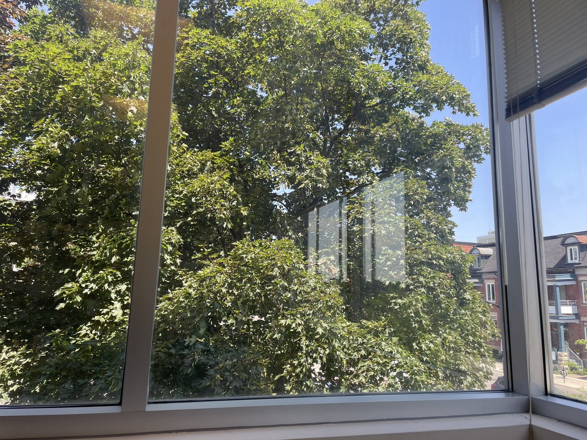 Grateful this tree obstructs a lot of my view on a beautiful day like today. Get outside #Ottawa!

#NicestOfficeInTheStation
#ExceptMaybeTheChiefs 🤔