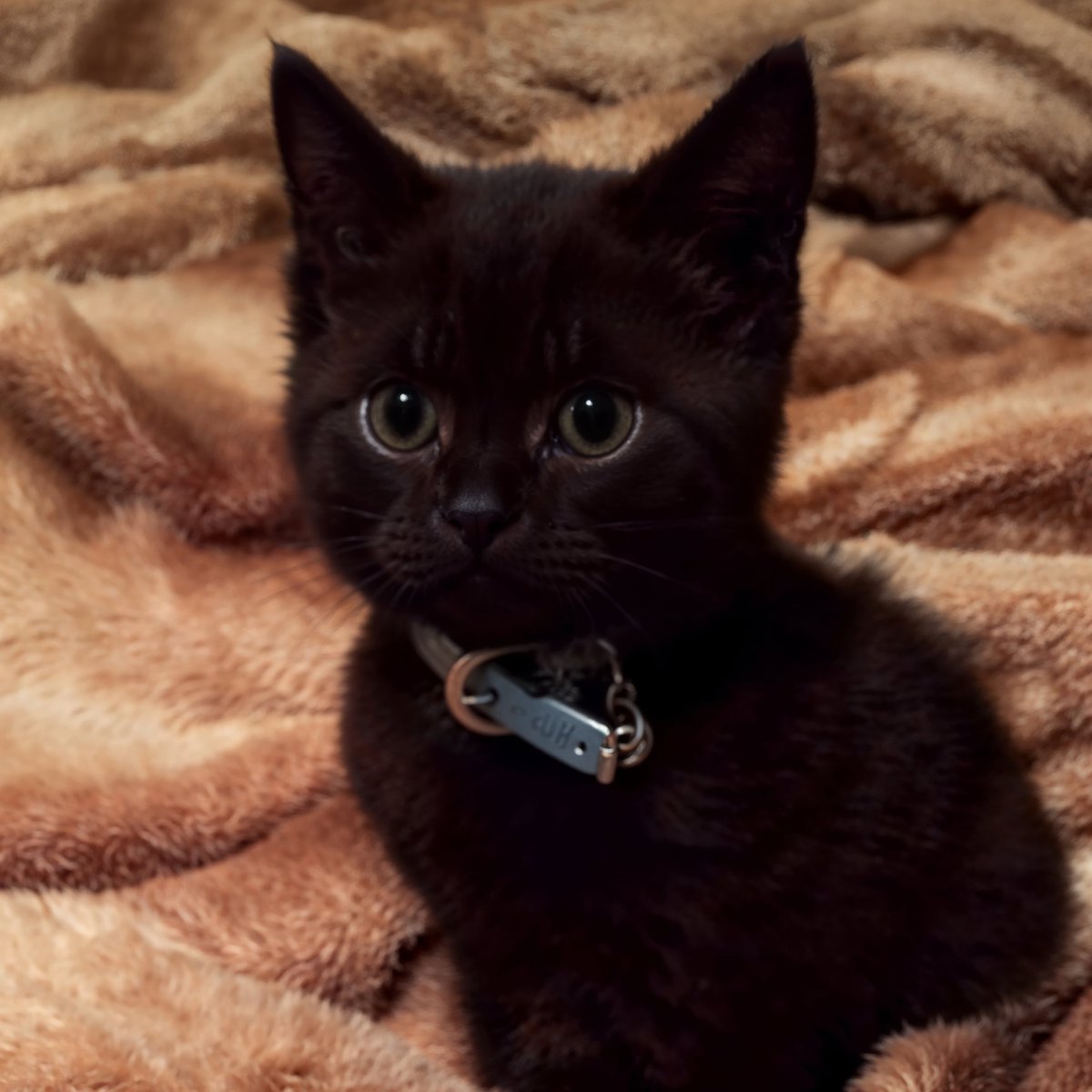 NIGIcoin's tweet image. Attention dear holders!

We are thrilled to announce $NIGI revenue share is now live!

Claim: nigionsol.io

All holders are eligible to claim! Many holders have not claimed their share yet, distribution will be received in $USDC.