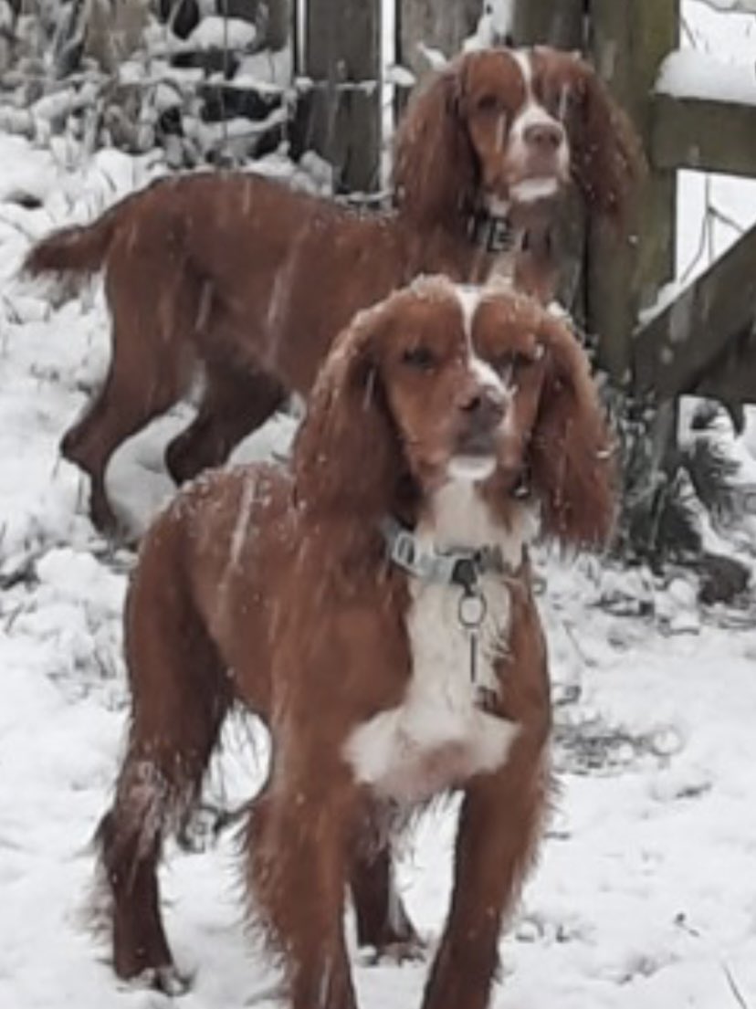 rosieDoc2's tweet image. #SpanielHour 

MY NAME IS PYE 
I’m a male red&amp;amp;white adult #CockerSpaniel 
I WAS STOLEN WHEN I WENT OUT FOR A WEE 4am 9/3/22 
Very close to #A34 &amp;amp; #M40 likely good target for theft 
#Heathfield #Bletchingdon #OX5 
HELP ME HOME PLS 

doglost.co.uk/dog-blog.php?d…

@JacquiSaid @thomp918