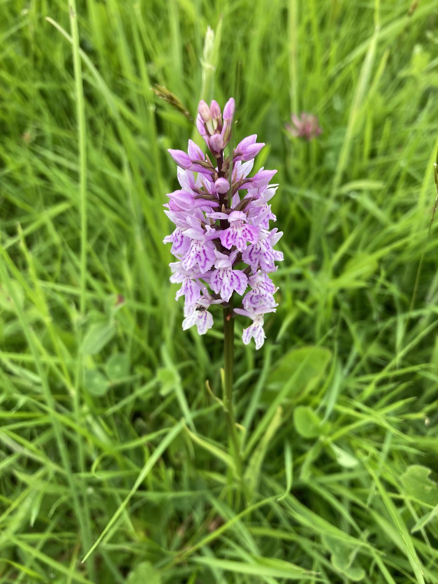 Susan Jones tweet media