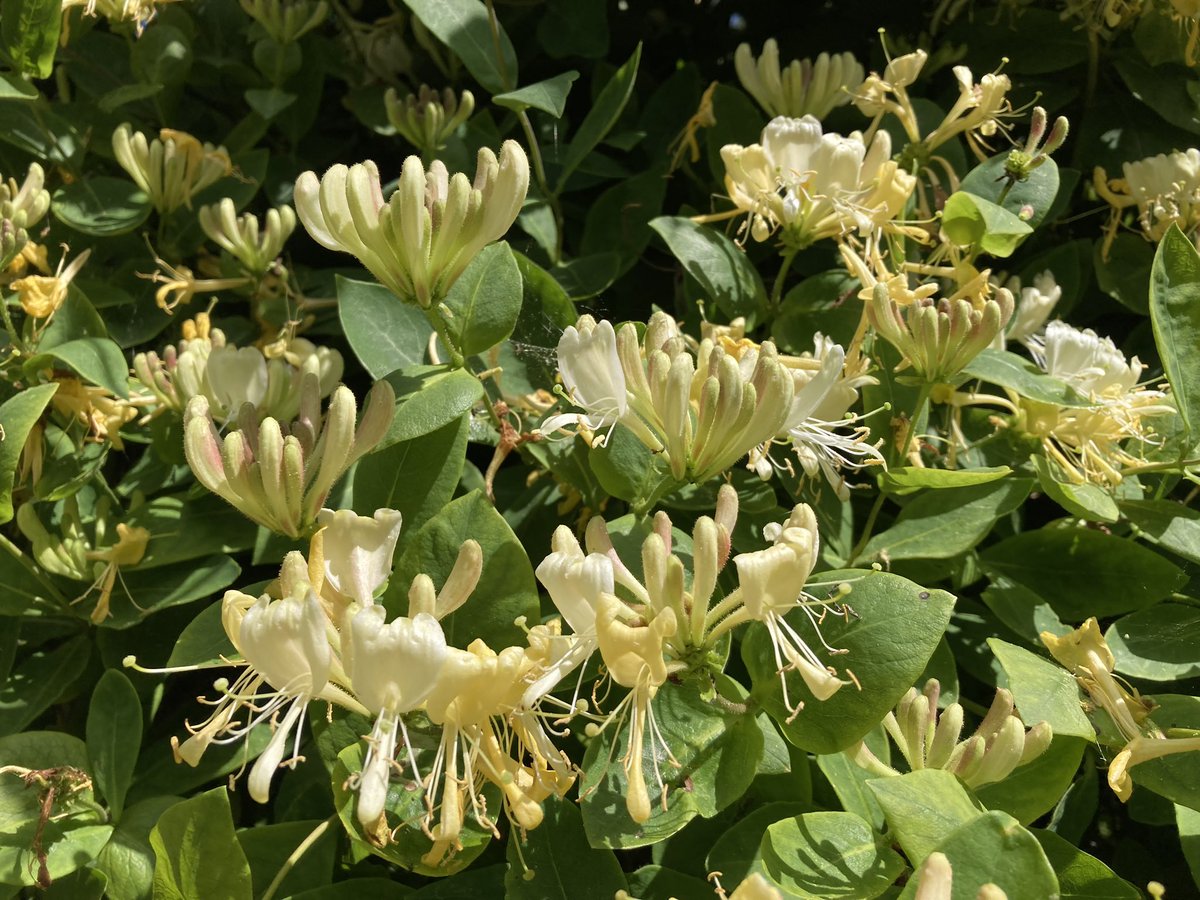 Susan Jones tweet media