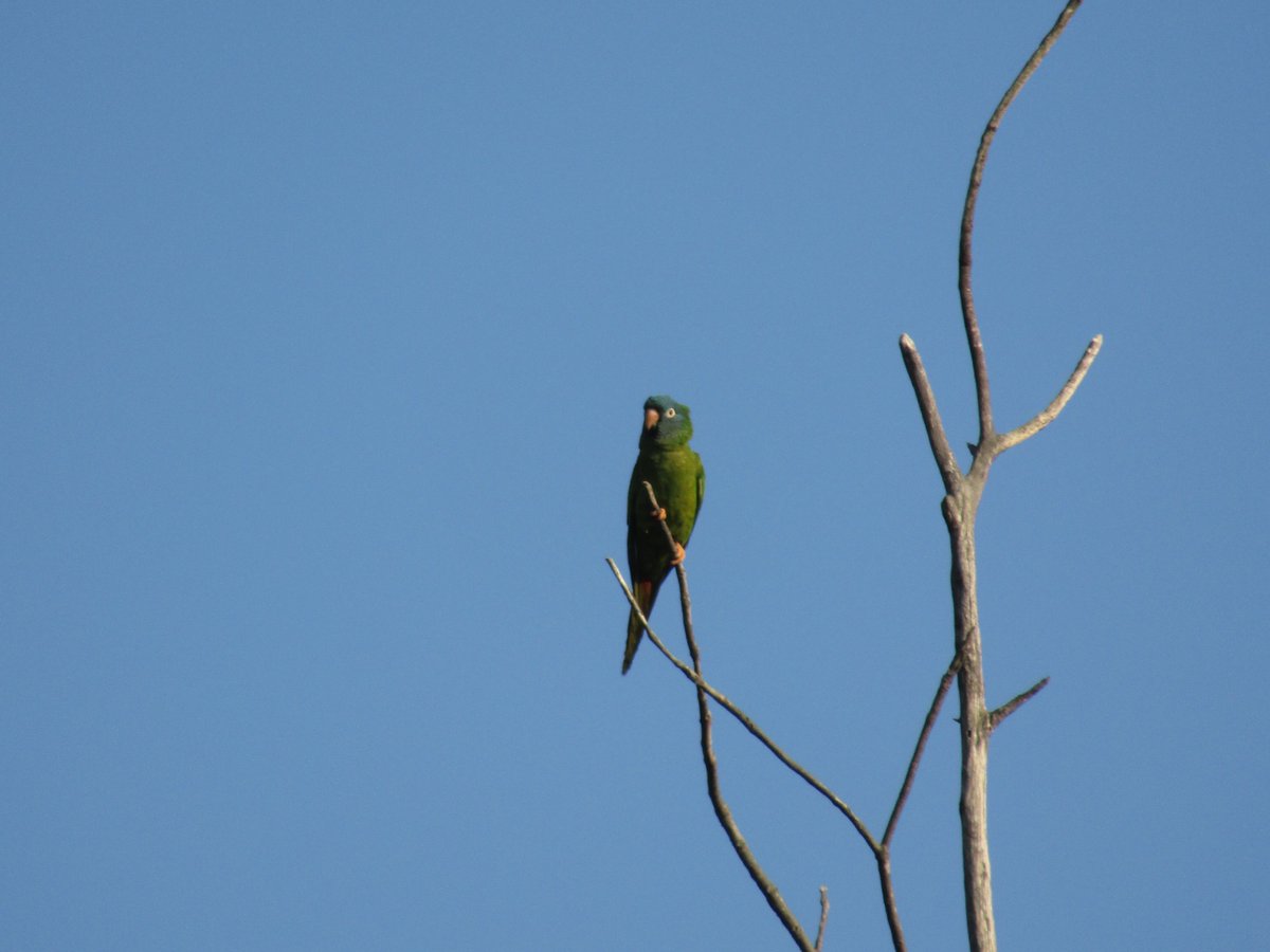 Aritanga de cap blau (Thectocercus acuticaudatus) al Parc de la Ciutadella, Barcelona.
<a href="/naturaurbana/">#naturaurbana</a>