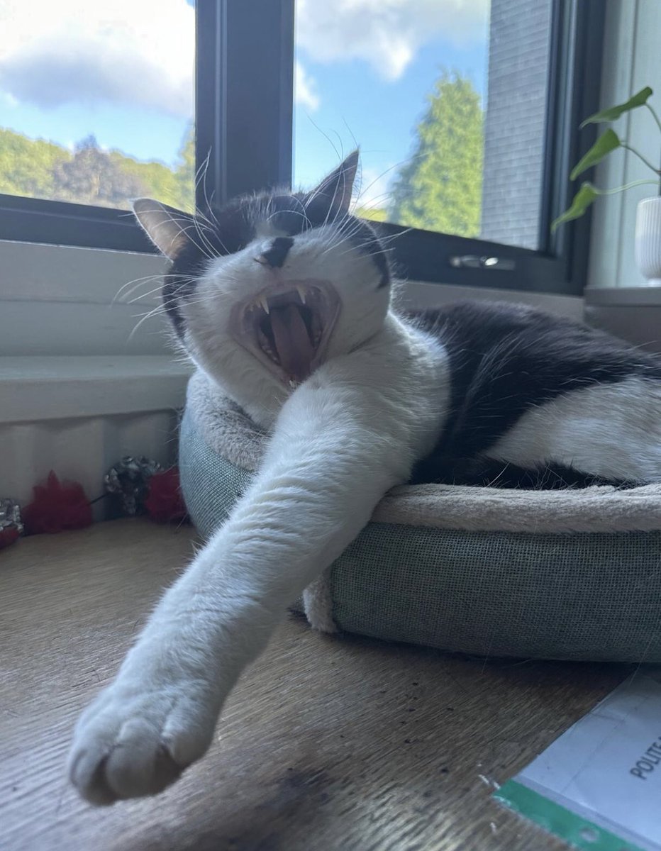 stationmoggy's tweet image. Long Paw of the Law 🚔🐈‍⬛👮‍♀️
And teeth very white at that ! 🦷 
See I don’t always sleep outside ! Only when it’s a bit warm ..be on the night shift soon 🕰️ 
#LongarmoftheLaw
#workingCats 
#ShiftWorker 
#Asyouwere 
@WYP_PC4357 🎥 credit ..🙌🙏