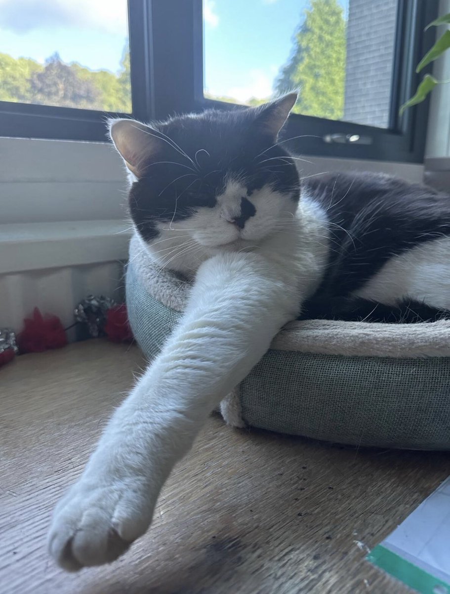 stationmoggy's tweet image. Long Paw of the Law 🚔🐈‍⬛👮‍♀️
And teeth very white at that ! 🦷 
See I don’t always sleep outside ! Only when it’s a bit warm ..be on the night shift soon 🕰️ 
#LongarmoftheLaw
#workingCats 
#ShiftWorker 
#Asyouwere 
@WYP_PC4357 🎥 credit ..🙌🙏