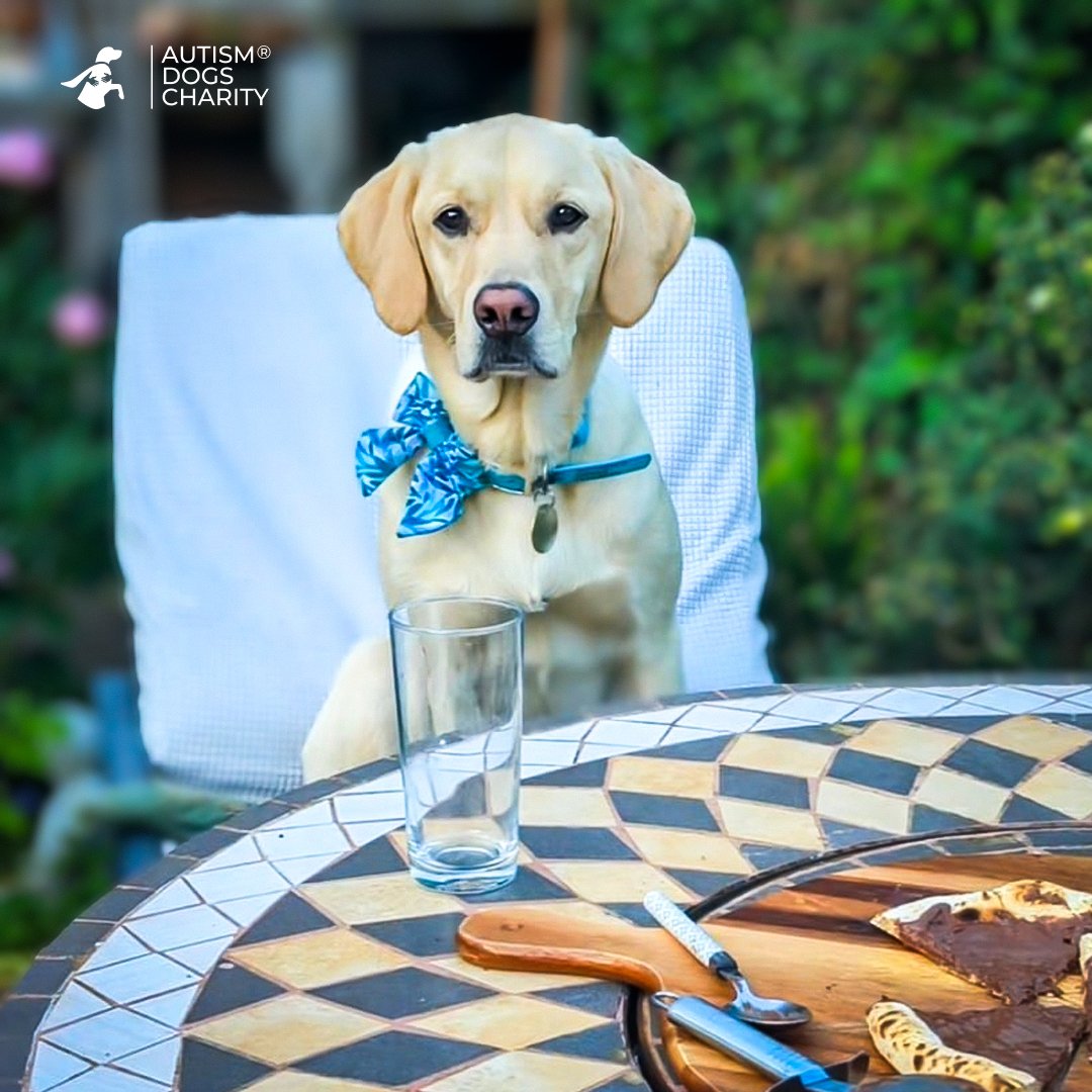 autismdogscio's tweet image. 🐾🍽️ Many autistic people find mealtimes challenging. Autism Assistance Dogs like Chase help by easing anxiety, making it easier to try new foods and eat in company. These dogs are allowed in restaurants, even with &apos;no pets&apos; policies. 🐶💙 #AutismAssistance #SupportDogs
