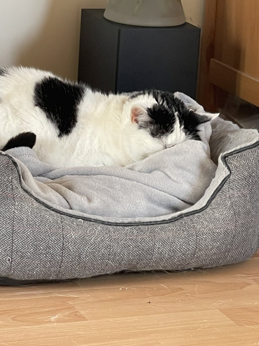 bella_rescue's tweet photo. Dad says he’s coming back as a cat. I have no idea what that means. But I’m the only cat round here and that’s why my life is so good! 🐾

#CatsOnX #CatsAndTwitter https://t.co/bGmnHOpjFk