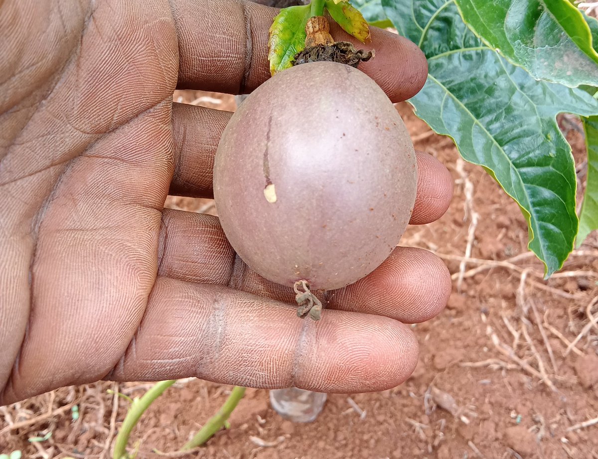 Some little more effort, Smart Agriculture all the way