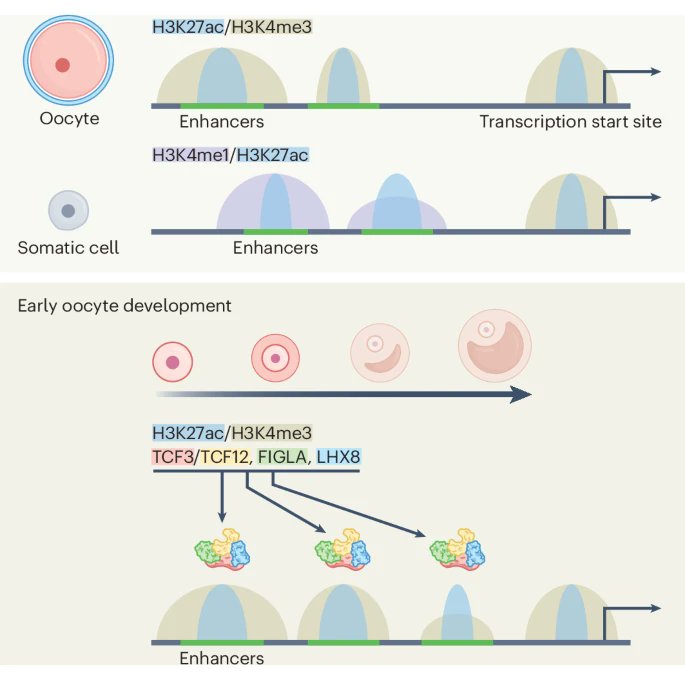 Qiqi Cao and I wrote a N&amp;V for this fantastic paper on #oocyte TFs and **STRANGE** oocyte #enhancers <a href="/NatureCellBio/">Nature Cell Biology</a> 
Congrats to 1st authors:
Bofeng Liu, Yuanlin He, Xiaotong Wu, Zili Lin, Jing Ma &amp; labs of Jing Li &amp; <a href="/xielablife/">Wei Xie</a> 
tinyurl.com/3f7symae
tinyurl.com/jmrkmzjz