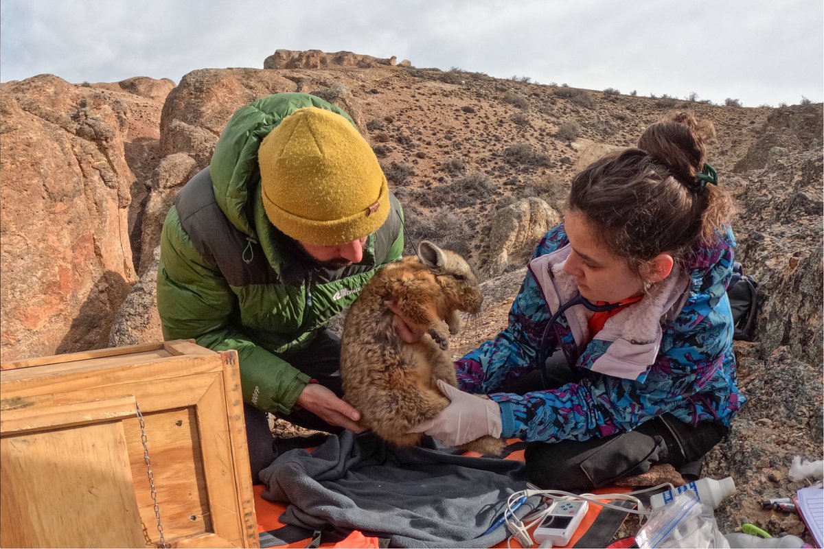 RewildingArg's tweet photo. TRABAJANDO CON EL COMPROMISO DE PROTEGER Y RESTAURAR LA BIODIVERSIDAD DE NUESTRO PAÍS · https://t.co/f4zMznspSe