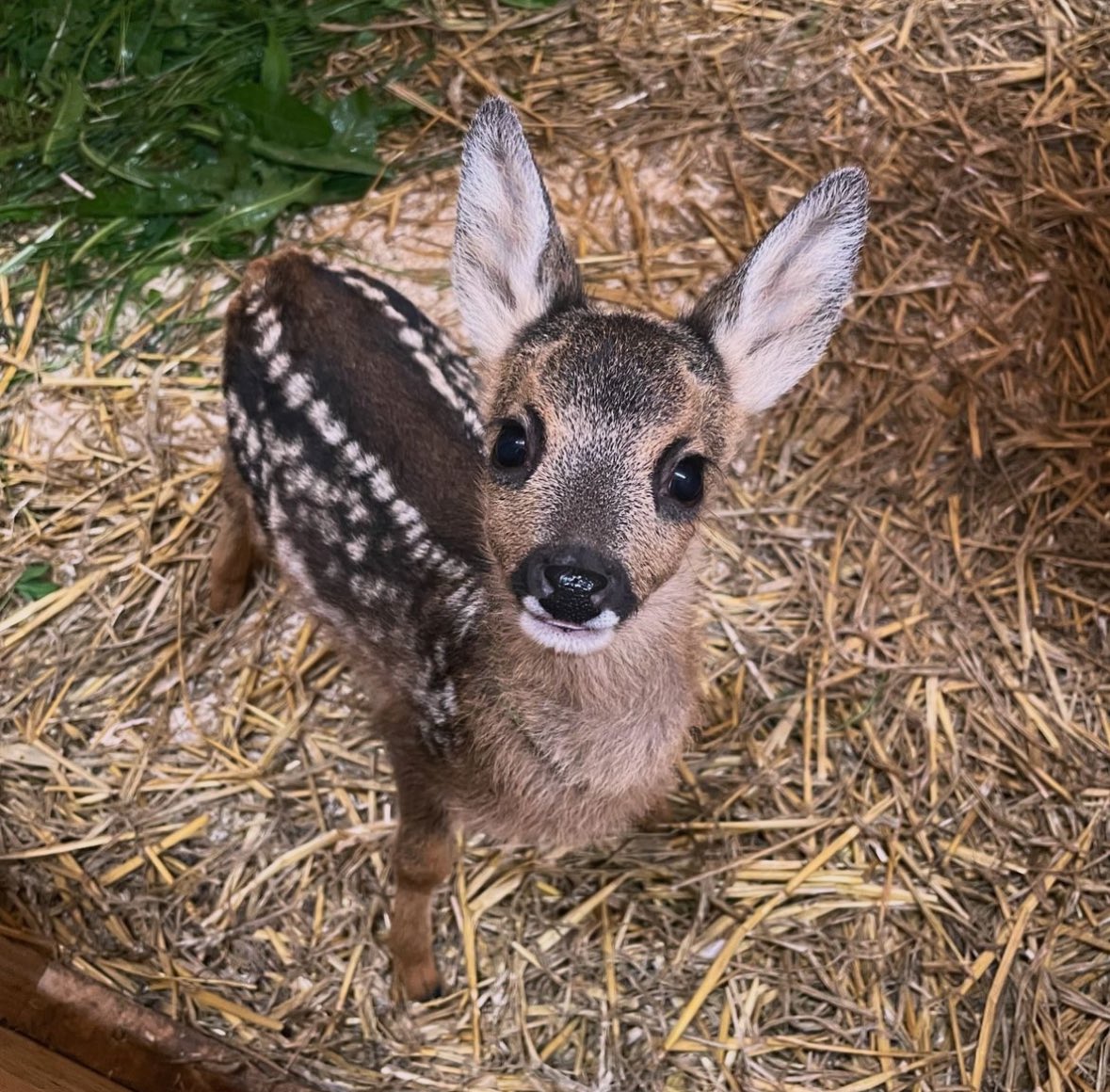 CocchiDeer's tweet photo. https://t.co/Sf0Yu2qwoL