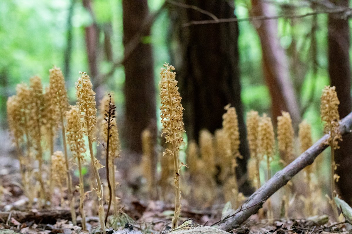 JoeHobden's tweet photo. A recent adventure to a Surrey Beech woodland with @surreywallcreep where we located a staggering 5,000+ Bird’s-nest Orchid. Some of which were standing at almost knee height. https://t.co/Gon9h2fgGC