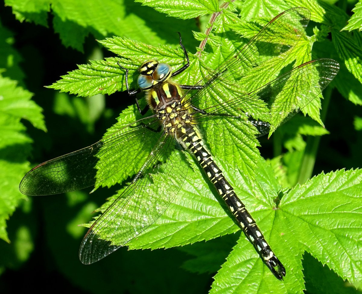 JenStone987028's tweet photo. A Hairy Dragonfly seen in Cheshire today 😍 It's the first time this year one has actually settled and let me get a photo! 💙 

#dragonflies #hairydragonfly #photography #wildlife https://t.co/gKxXjcHrpf