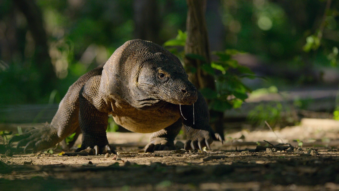 RED_Cinema's tweet image. Dive into the extraordinary world of #LifeOnOurPlanet on Netflix! This docuseries blends stunning DOP by Jamie McPherson &amp;amp; team w/ state-of-the-art CGI. From tracking T-Rex to capturing Komodo dragons, it redefines natural history storytelling. READ MORE►red.com/stories/life-o…