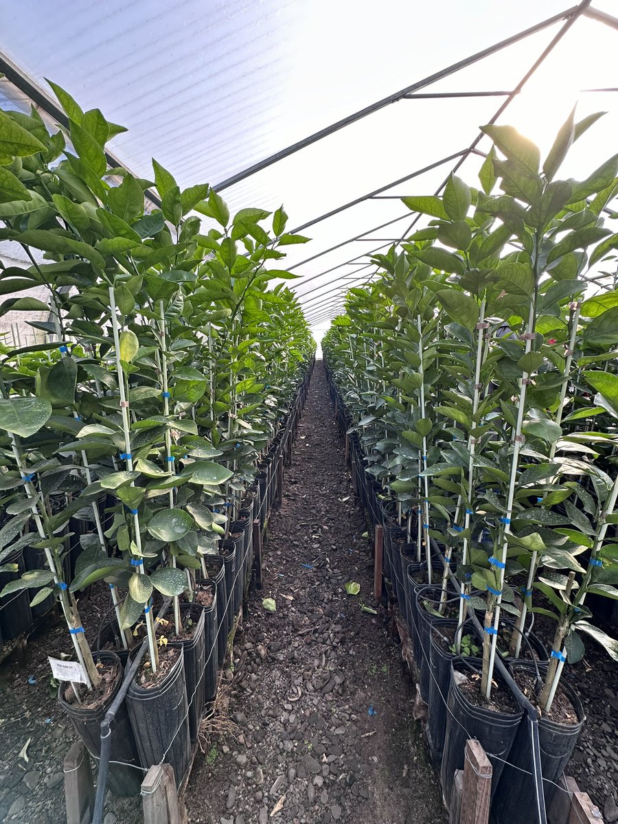 Sofia_Guigou's tweet photo. Ser productor implica: inversión en investigación, precisión y trazabilidad de producto, cuidado y consciencia de los recursos con los que trabajamos, que son los mismos tanto si producimos limones o granos. 

#agronegociosbayer @AgroBayerAR #diadelmedioambiente https://t.co/aZzPPUCGrq